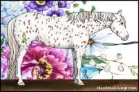 Horse Color:Chestnut Sabino Near Leopard