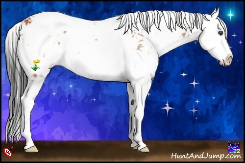 Horse Color:Bay Sabino Splash 