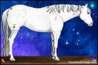 Horse Color:Bay Sabino Splash 