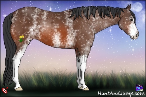 Horse Color:White Spotted Bay 