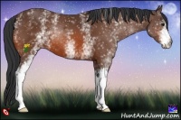 Horse Color:White Spotted Bay 