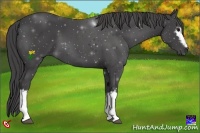 Horse Color:White Spotted Smoky Black