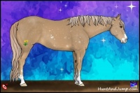 Horse Color:Palomino Sabino