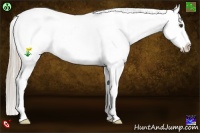 Horse Color:Palomino Ice Dun Splash Appaloosa 