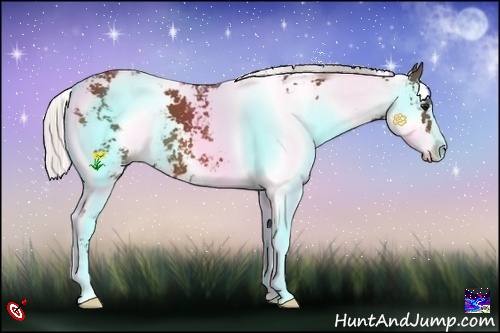 Horse Color:Silver Bay Sabino 