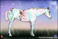Horse Color:Silver Bay Sabino 