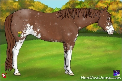 Horse Color:Chestnut Sabino 