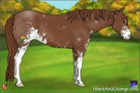 Horse Color:Chestnut Sabino