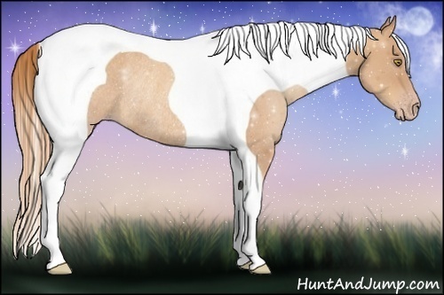 Horse Color:Gold Champagne Tobiano Rabicano 