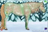 Horse Color:White Spotted Chestnut Ice