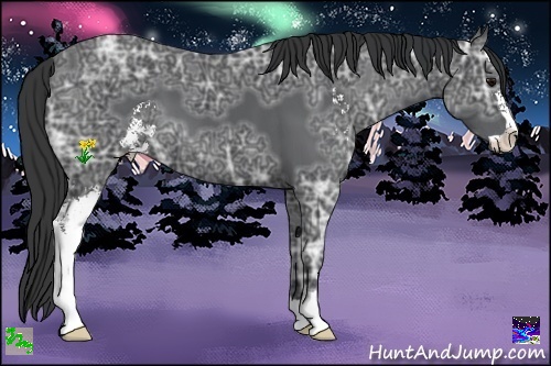 Horse Color:Black Ice Sabino 