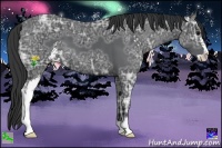 Horse Color:Black Ice Sabino