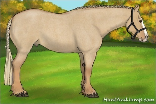 Horse Color:Red Dun Roan Splash Frame Rabicano 