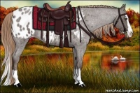 Horse Color:Liver Red Roan Splash Appaloosa