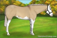 Horse Color:Silver Bay Dun Sabino Splash