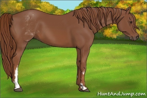 Horse Color:White Spotted Chestnut Frame