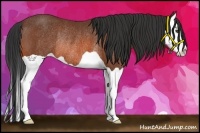 Horse Color:Bay Splash Rabicano 