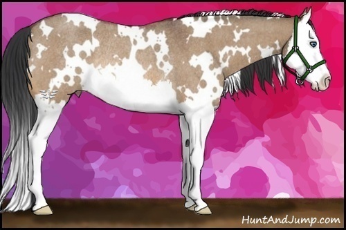 Horse Color:White Spotted Bay Roan Dun Splash Rabicano 