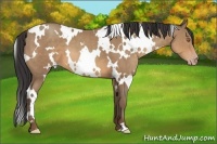 Horse Color:White Spotted Sable Champagne Frame