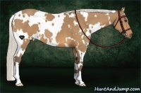 Horse Color:White Spotted Silver Buckskin 