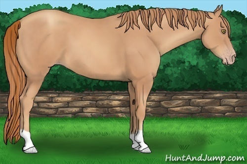 Horse Color:Gold Champagne 