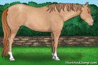 Horse Color:Gold Champagne 