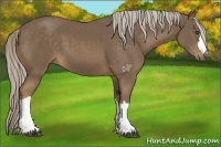 Horse Color:Chocolate Palomino 