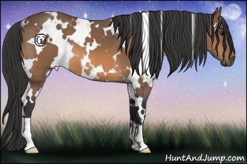 Horse Color:White Spotted Buckskin