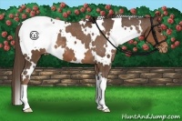 Horse Color:White Spotted Liver Chestnut Varnish 