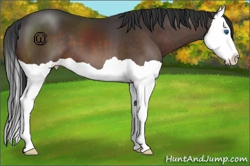 Horse Color:Bay Splash 