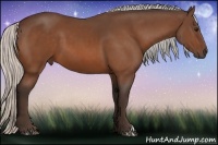 Horse Color:Silver Bay 