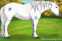 Horse Color:Silver Brown Sabino Appaloosa Rabicano