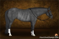 Horse Color:Black Rabicano 