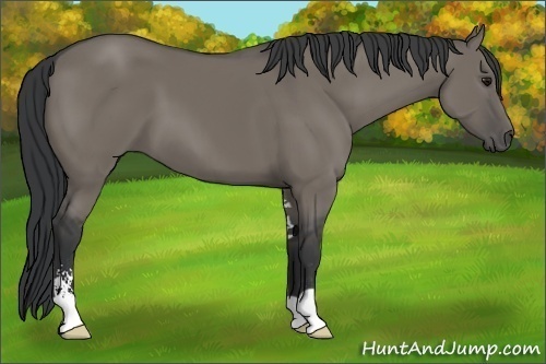 Horse Color:Grullo Sabino 