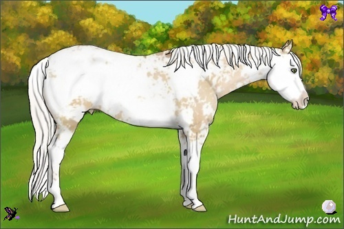 Horse Color:Silver Bay Pearl Dun Sabino
