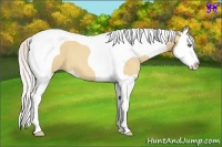 Horse Color:Silver Amber Champagne Dun Splash Tobiano 
