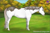 Horse Color:Silver Black Splash