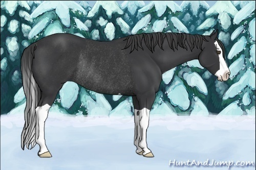 Horse Color:Black Splash Rabicano 