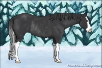 Horse Color:Black Splash Rabicano
