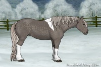 Horse Color:Silver Black Tobiano