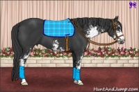 Horse Color:Black Sabino 