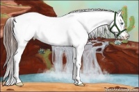 Horse Color:Grullo Roan Splash Appaloosa Rabicano