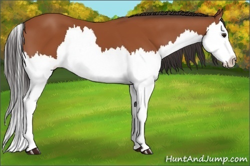 Horse Color:Bay Splash