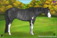 Horse Color:Black Sabino Rabicano 