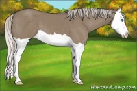 Horse Color:Silver Grullo Splash