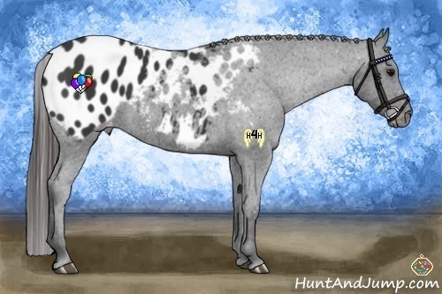 Horse Color:Black Appaloosa 