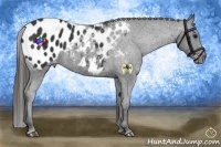 Horse Color:Black Appaloosa