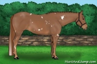 Horse Color:White Spotted Chestnut 