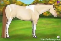 Horse Color:Bay Pearl Dun Tobiano 