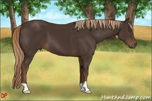 Horse Color:Unknown 